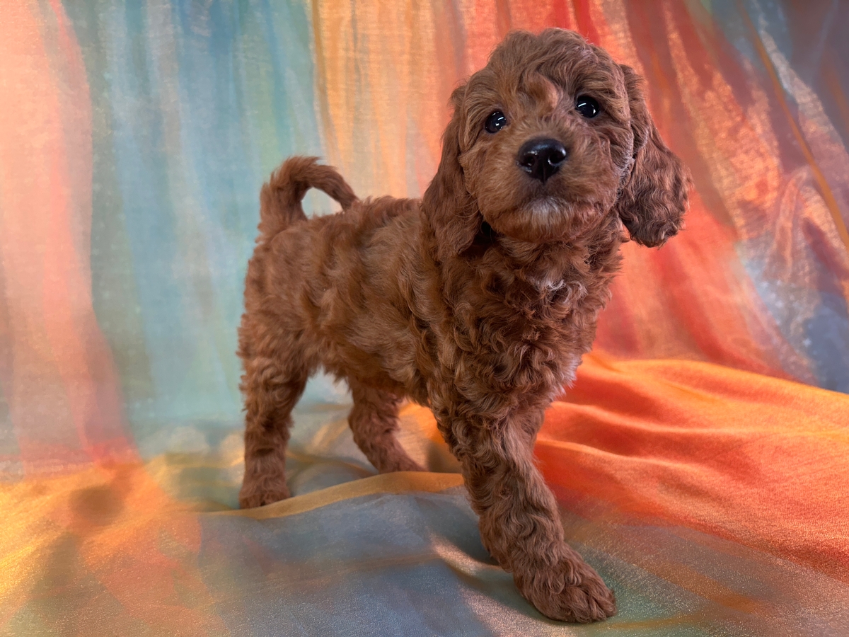 Red F1b Female Miniature Goldendoodle Puppy for Sale DOB 11-1-2025 $1200